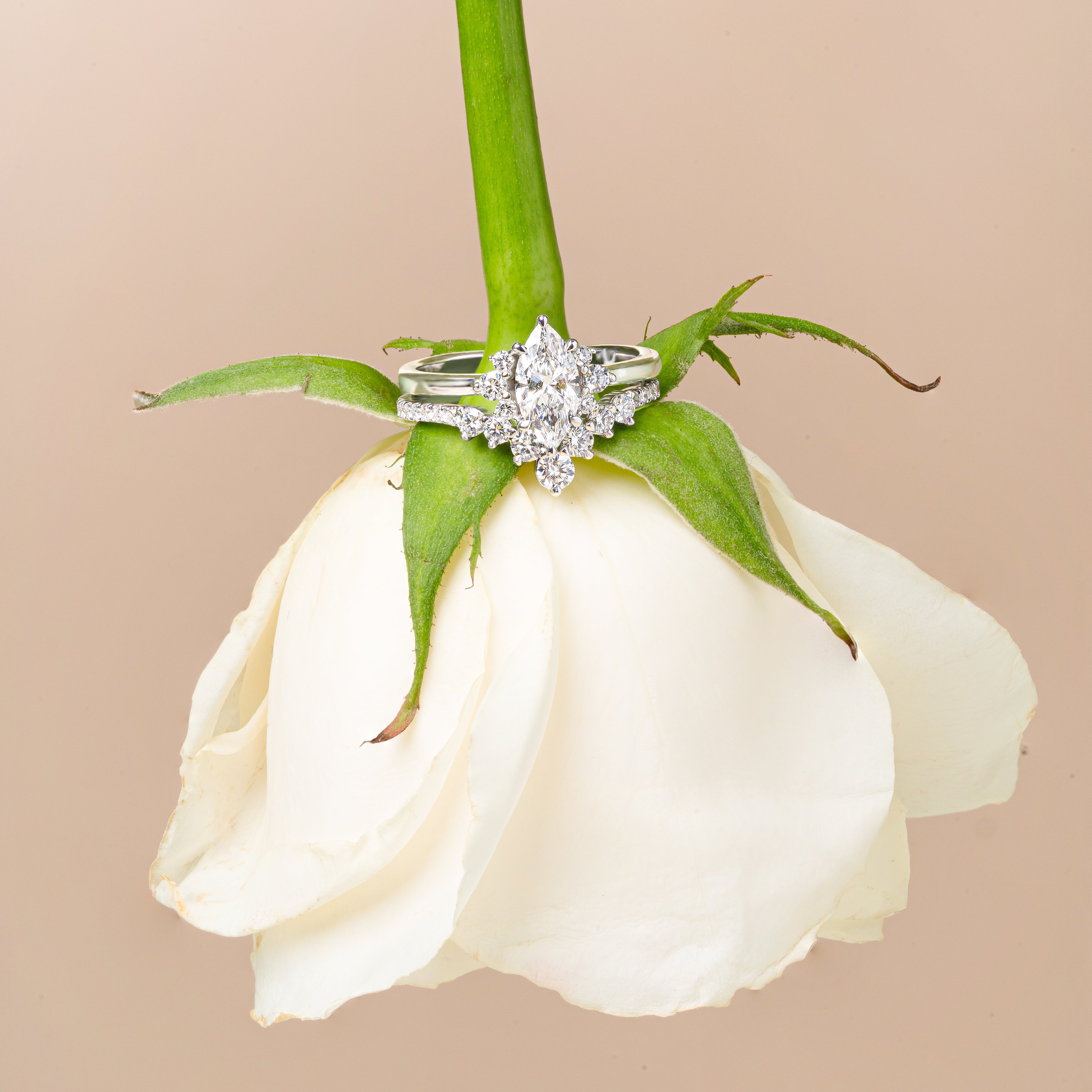 Marquiese Cut Wedding and Engagement Diamond ring on a white rose with a beige background