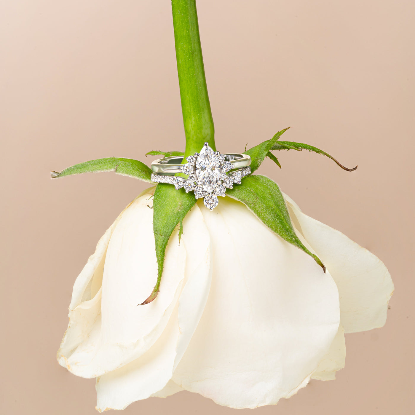 Diamond ring on a white rose with a beige background